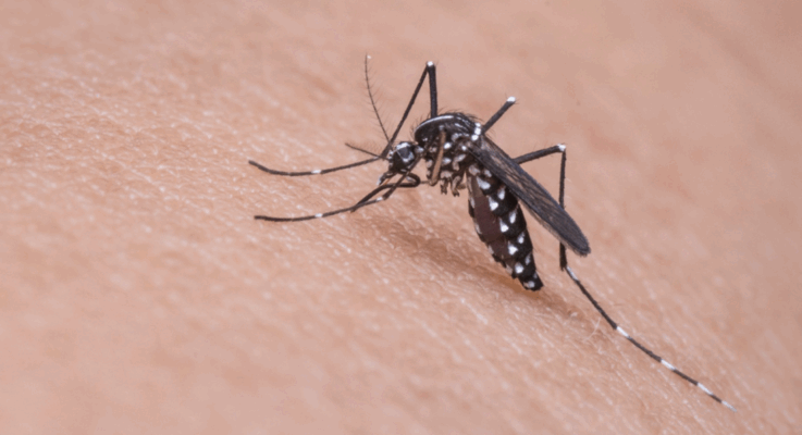 State Detected West Nile Virus In Belmont